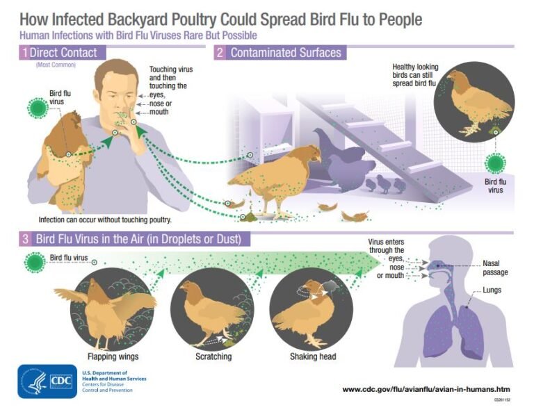 Is Bird Flu About To Become A Global Epidemic?