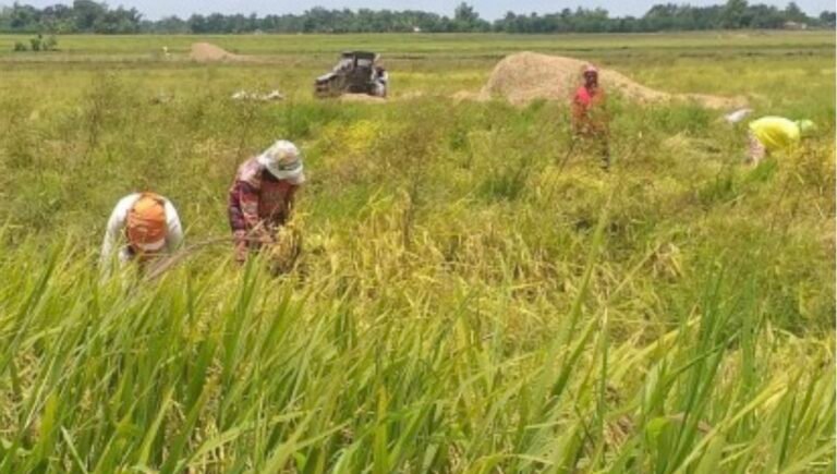 Rice Pests Threat Damaging Farms 