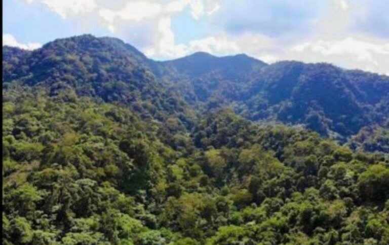 Legitimizing Businesses In Forest Lands