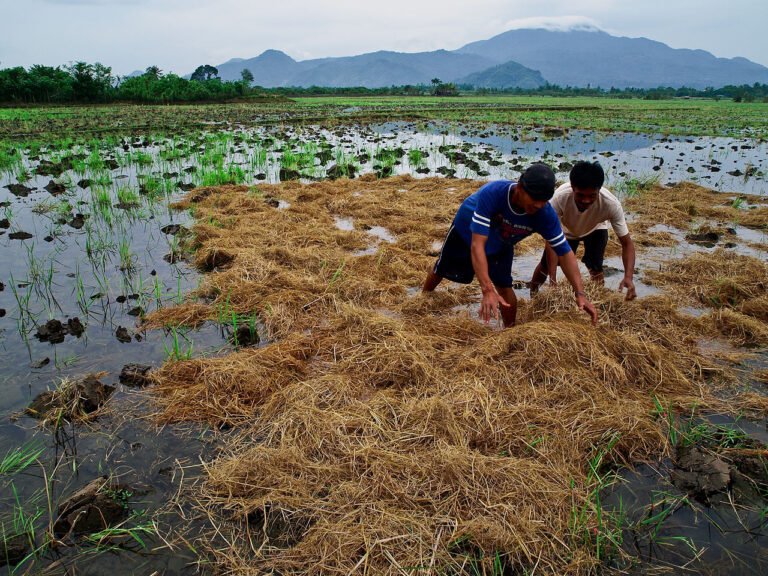 Flawed Policies, Production Support Lack Cause Farmers’ Woes