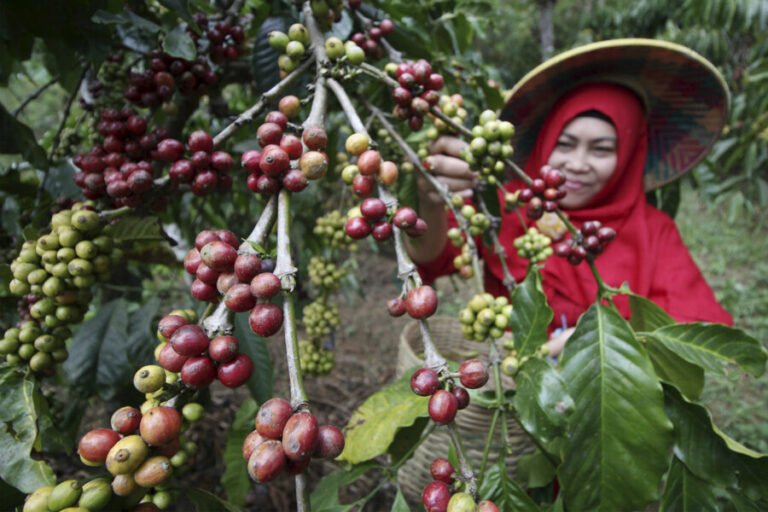 Ph Brewing Tourism As New Coffee Frontier