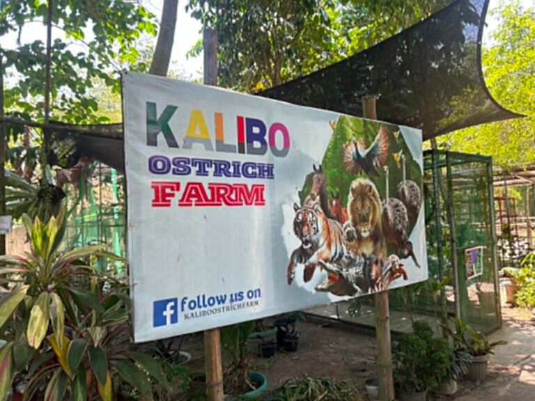 More Than A Farm: The Heart, Hurt, And Hope Behind Kalibo Ostrich Farm