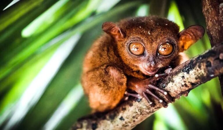 Chocolate Hills’ Nocturnal Tarsiers